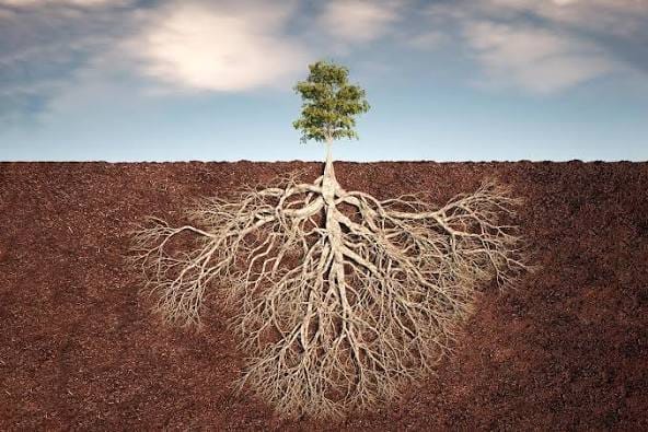 Home - Society of Roots